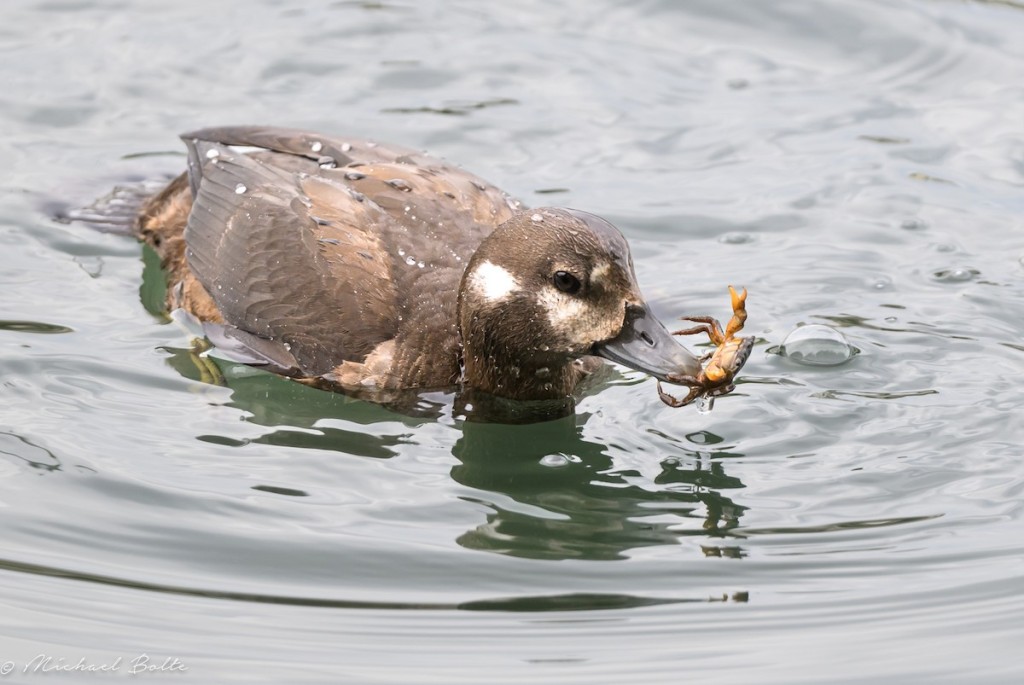 LOOKOUT: Rare harlequin duck spotted in Santa Cruz sparks frenzy among birdwatchers