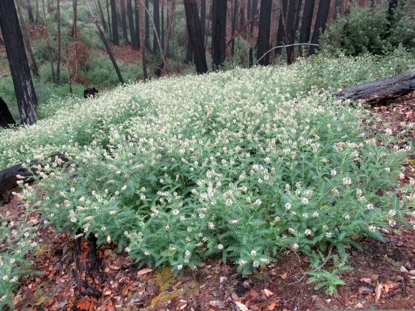 LOOKOUT: Rare plant spotted for first time in Santa Cruz County reveals hidden ecosystem reborn in&nbsp;fire