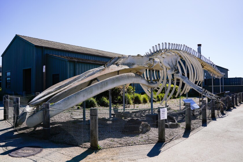 LOOKOUT: Ms. Blue is coming down — what happened to Seymour Center’s iconic whale skeleton and what’s next