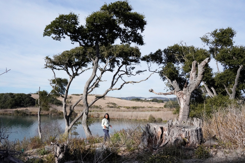 THE MERCURY NEWS: Eucalyptus are one of the state’s most controversial trees. A Monterey Bay reserve may be a model for how to replace them.