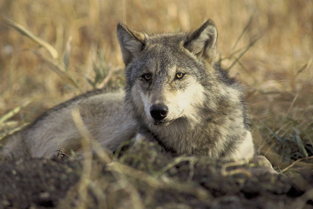 KQED: California’s Wolf Reimbursement Program for Ranchers is&nbsp;Uncertain