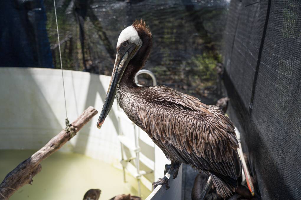 KQED: Starving brown pelicans rescued in Monterey&nbsp;County