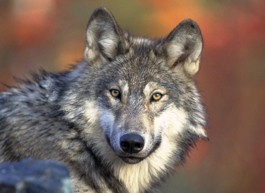 KQED: California’s wolf population on the rise