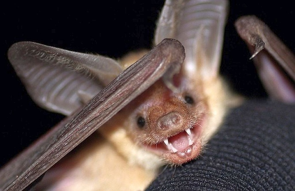 KQED: New recognition for the pallid bat in California