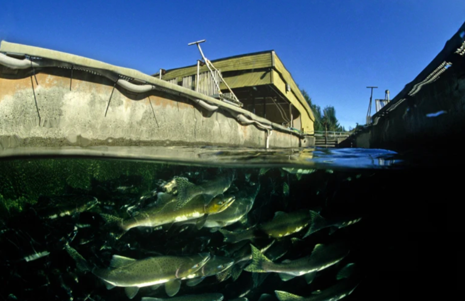 NATURE: ‘Ocean ranching’ has led to a pink-salmon boom — but there ...